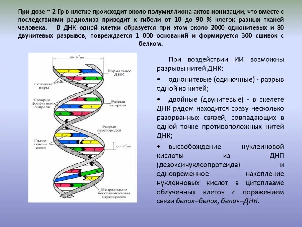 Днк какая форма. Воздействие ионизирующего излучения на ДНК. Радиационные повреждения ДНК. Нарушение структуры ДНК. Влияние ионизирующего излучения на ДНК.