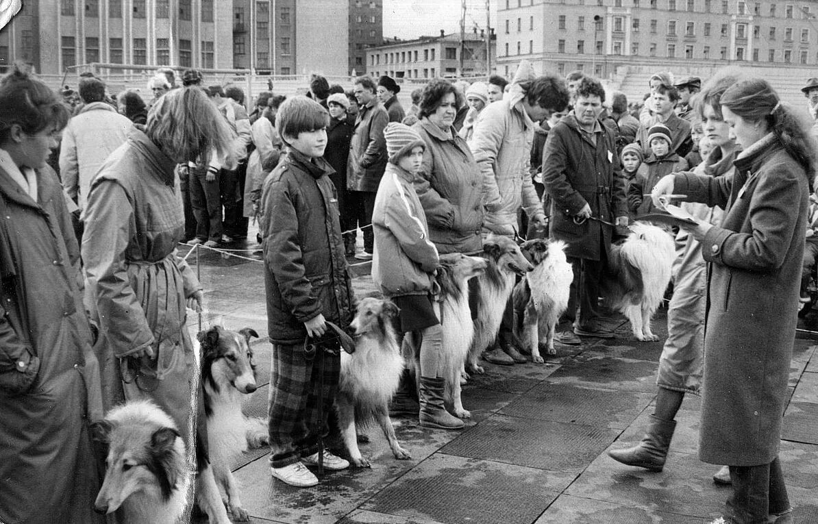 Первая выставка собаки. Первая выставка собак. Норильск выставка собак. Первый показ собак в одежде в Москве 1980. Норильск выставка собак НГКСС.