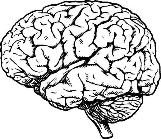 Мозг без подписей. Головной мозг вид сбоку. Мозг человека вид сбоку. Немая карта мозга по нейропсихологии. Мозг вид спереди.