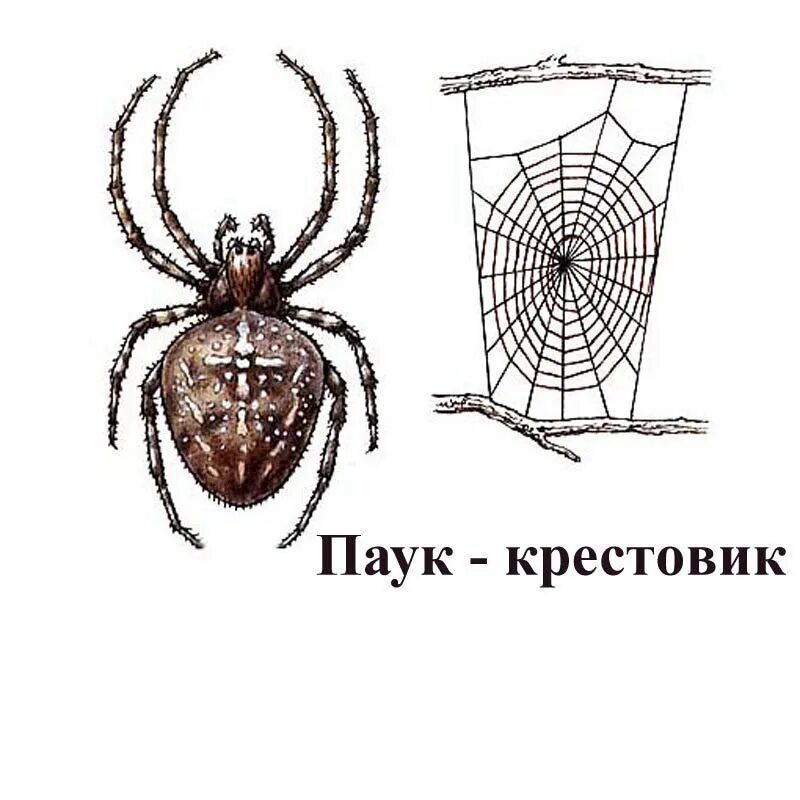Отделы тела паука крестовика 7 класс. У паука крестовика симметрия тела. Внешнее строение паука крестовика. Паук крестовик самка. Систематика паука крестовика.