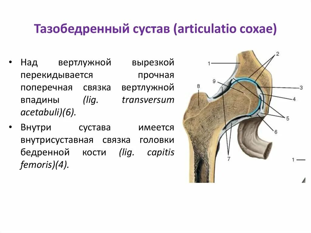 На рисунке изображен сустав. Lig. transversum acetabuli – поперечная связка вертлужной впадины. поперечная связка вертлужной впадины. тазобедренный сустав, articulatio coxae,. lig. transversum тазобедренного сустава.