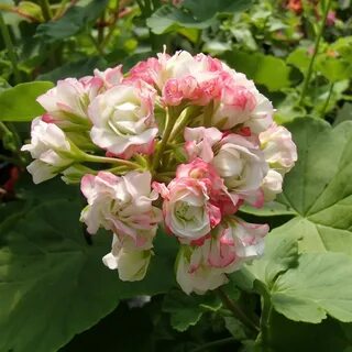 Пеларгония rosebud