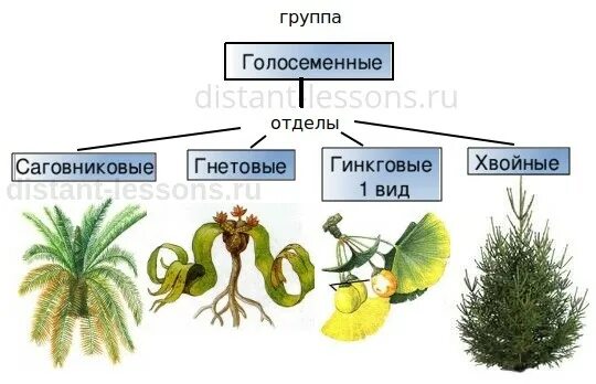 Хвойные Гинкговые Гнетовые Саговниковые. Жизненный цикл голосеменных. Строение семени голосеменных. Жизненный цикл голосеменных растений.