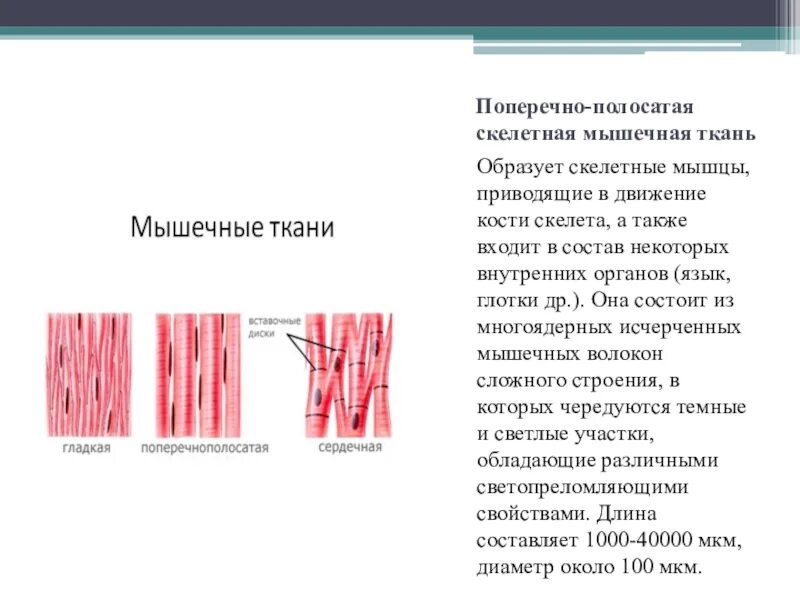 Каким уникальным свойством обладает мышечная ткань поясните