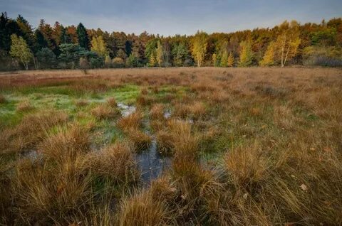 Мещерские леса это километры болотистой местности