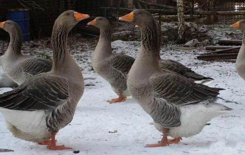 тулузские гуси гусята. тулузские гуси. виштинес порода гусей. порода гусей кочубей. крупная серая порода гусей.