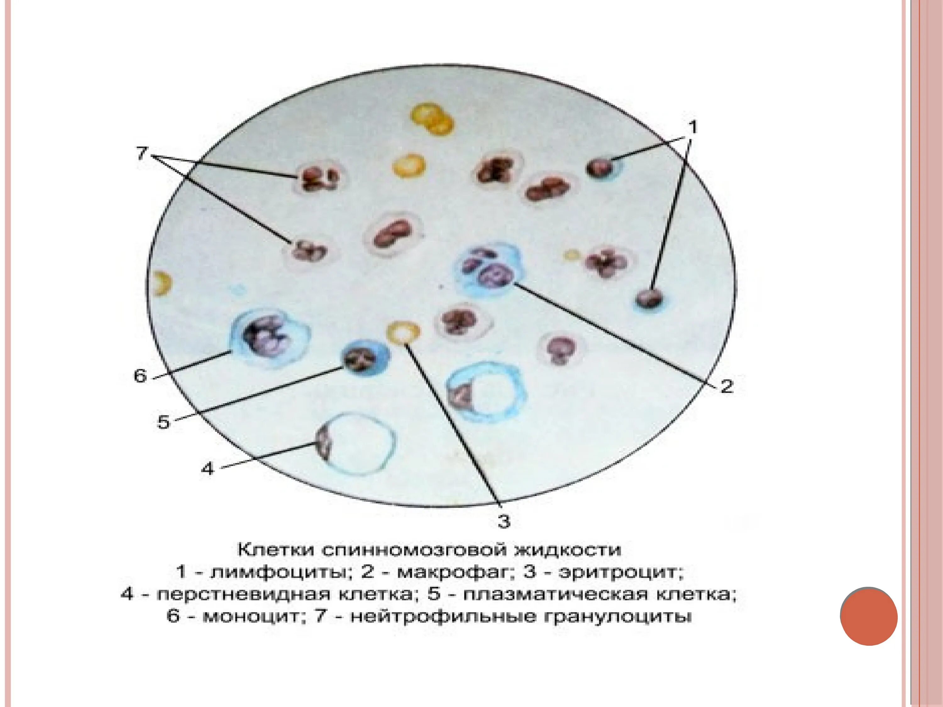 Какое значение имеет спинномозговая жидкость