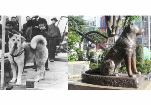 Хатико московская ул 62 фото Imagens Históricas