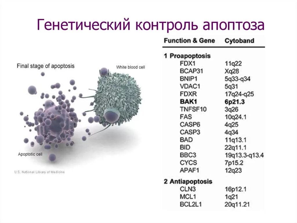 Как осуществляется генетический контроль развития. Механизмы апоптоза иммунология. генетический контроль апоптоза. процесс апоптоза. клетки генетического контроля.