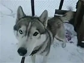 Собаки рузаевка