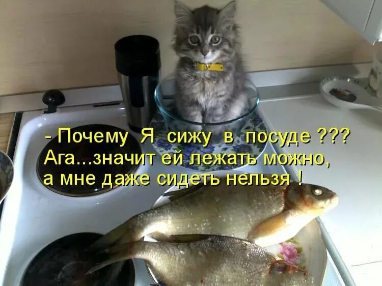 Зачем сижу. Кот и рыба юмор. Кот и рыба прикол. Коты воруют рыбу. Коты и рыба приколы.
