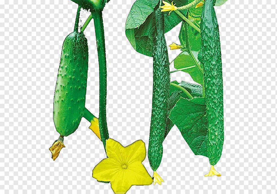 Огурчики детские