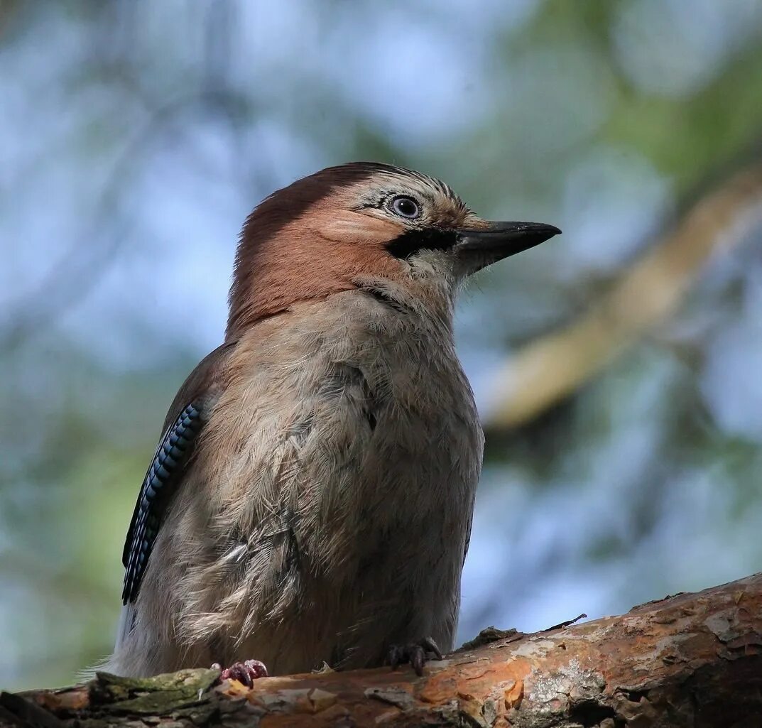 Сойка garrulus glandarius. Сойка коричневая. Garrulus glandarius glandarius. Garrulus glandarius птица.