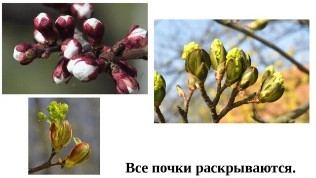 Раскрытие почки. Почки раскрываются. раскрытие почек. почки раскрываются шоколадные. почки нераскрывшиеся яблони.