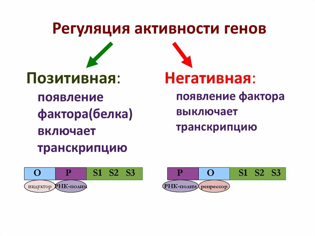 Регуляция у прокариот и эукариот