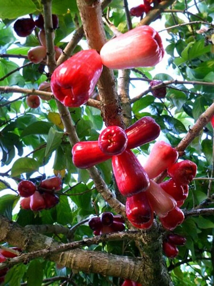 Редкие фруктовые деревья. Чомпу- малабарская слива- розовое яблоко. Тайское яблоко Чомпу. Экзотические плодовые деревья. Фрукты на деревьях.