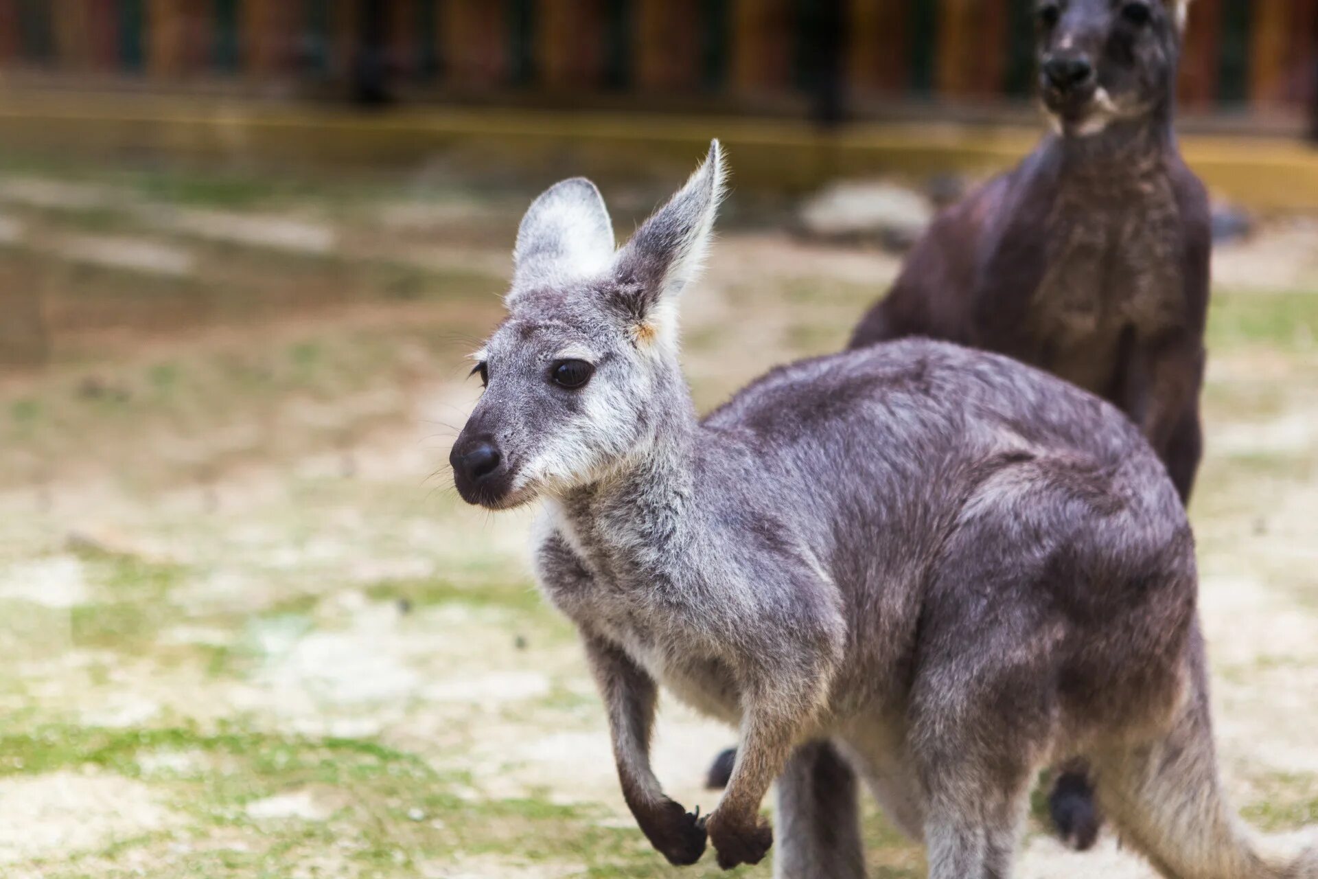 Wild animals as pets essay. Валлару кенгуру. Чёрный Валлару. Валлара животное. Валлару интересные факты.