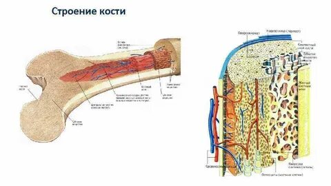 Практическая работа изучение внешнего строения костей