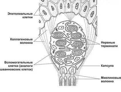 Сколько нервных окончаний у мужчин