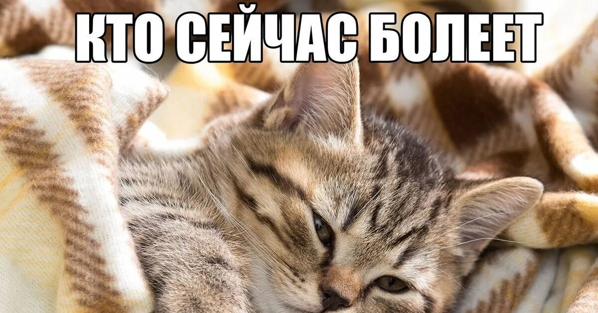 Кошка которая болела