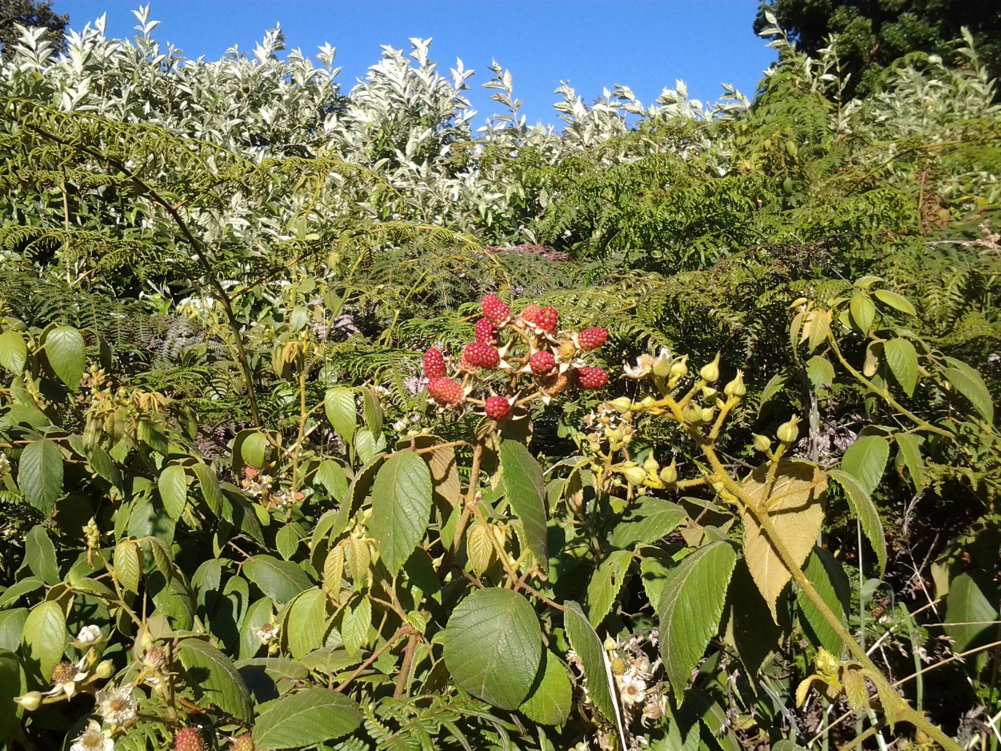 Rubus armeniacus. Ежевика оучита. Мора фрукт. Малина майсорская куст. Малина майсорская.