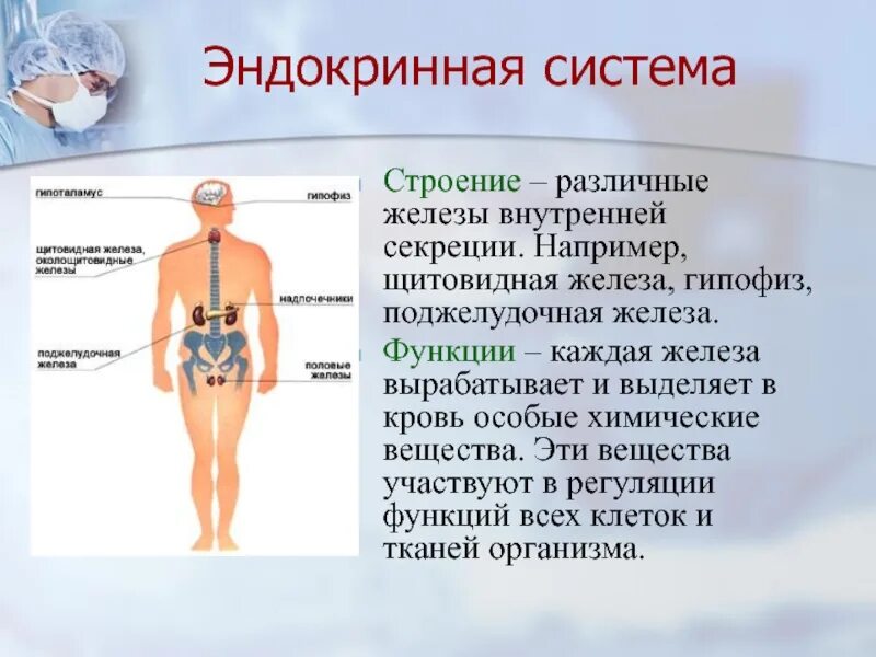 Какие железы выполняют функцию. Железы внутренней секреции анатомия человека строение. эндокринная система строение желез внутренней секреции. .система желез внутренней секреции. функции. функции эндокринной системы человека анатомия.