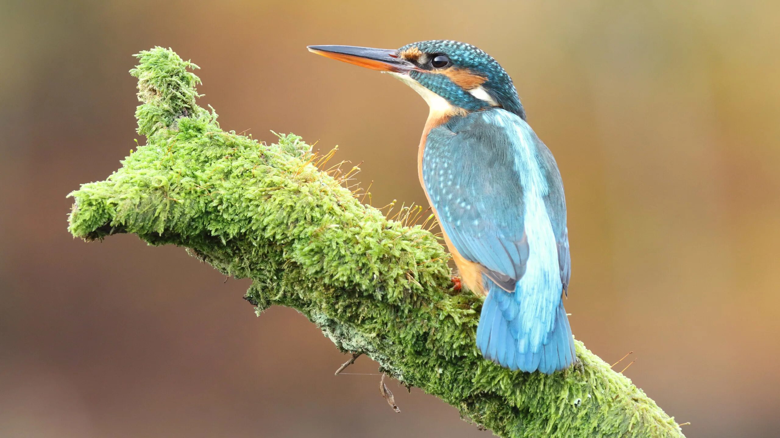 Bird back