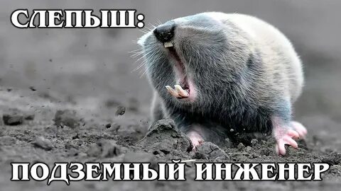 Гигантский слепыш