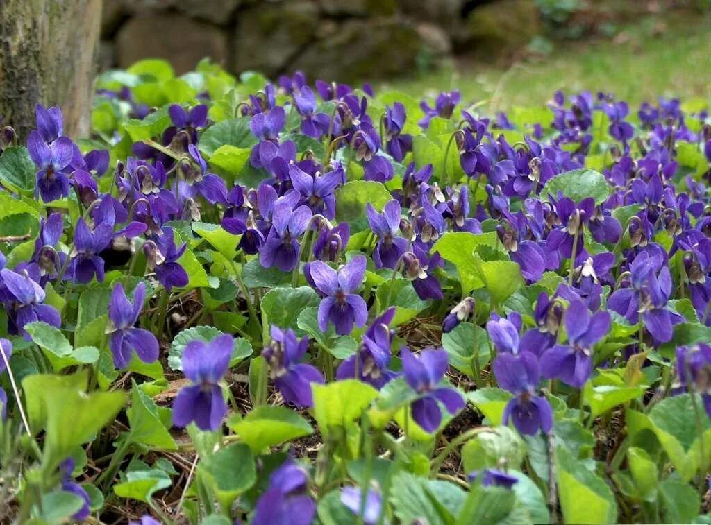 Пармские фиалки описание. Viola odorata растение. Viola odorata фиалка душистая. Фиалка (Виола) лабрадорская. Фиалка душистая (Viola odorata `Konigin Charlotte`).