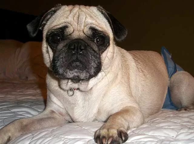 Памперсы для собак мопсов. Течка у мопса. Мопс с длинным хвостом. Купированный мопс. Течка у мопса.