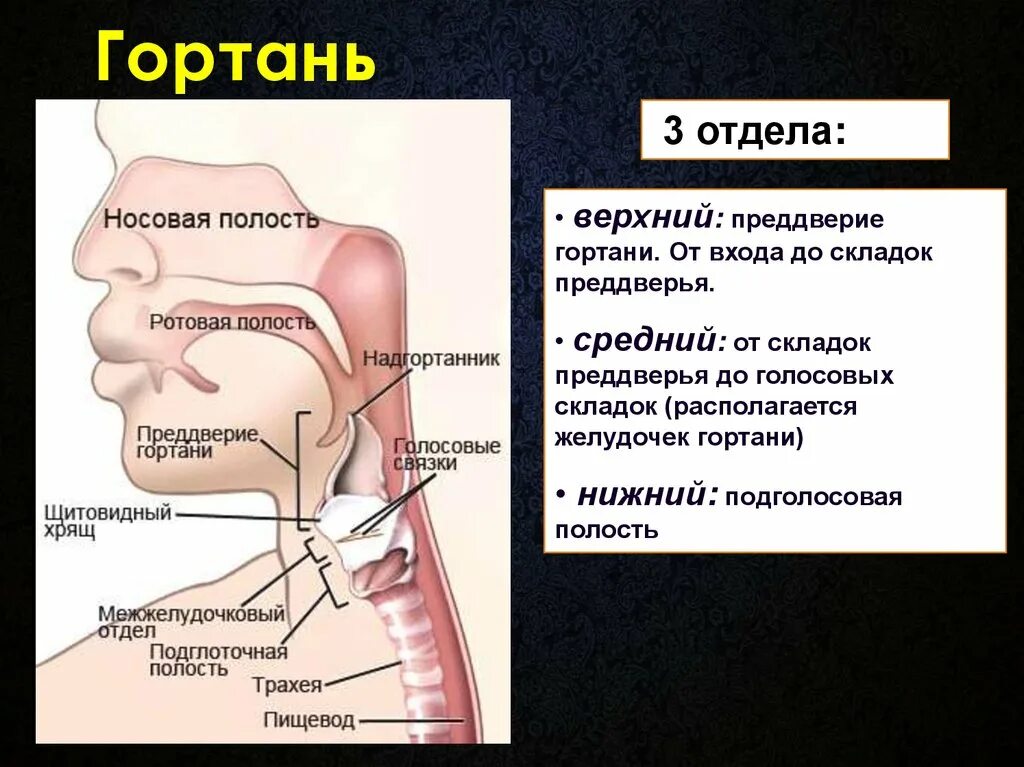 Анатомия гортани надгортанник. Строение гортани надгортанник. Голосовой отросток гортани.