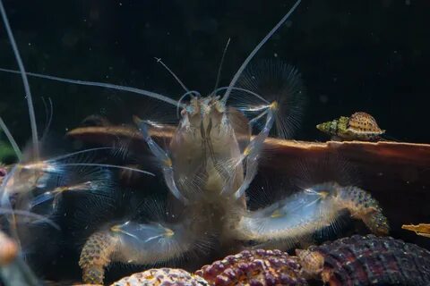 Креветки черепахам
