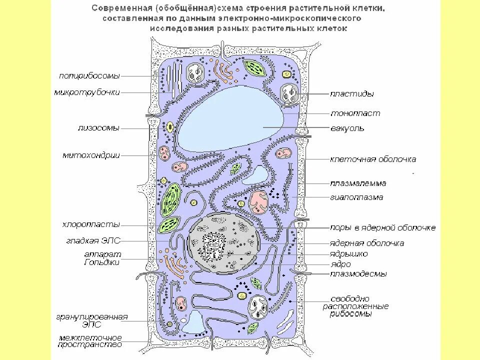 Структура растительной клетки схема. Схема органелл растительной клетки строение. Обобщенная схема строения растительной клетки. Структура растительной клетки рисунок с обозначением. Строение растительной клетки ответы