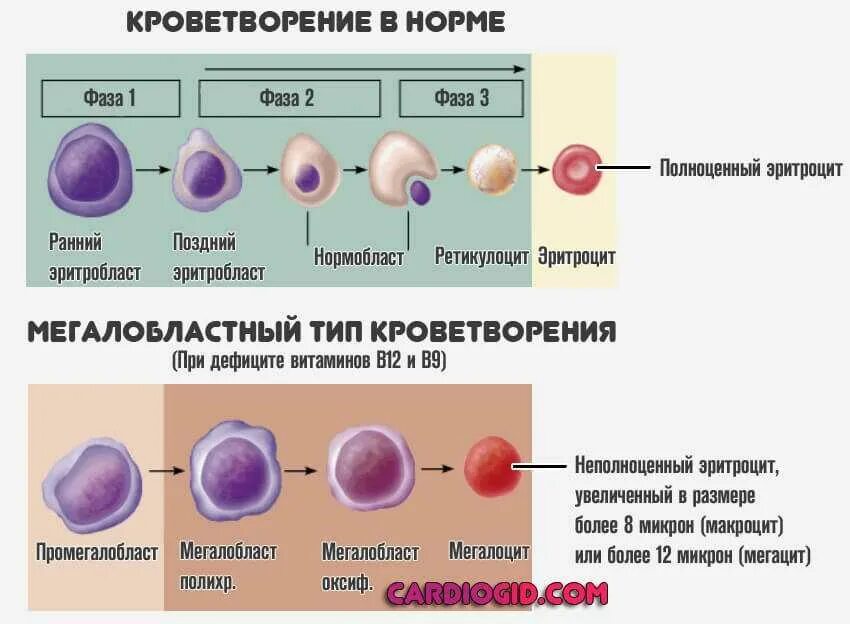 Нормобластический Тип кроветворения. Эритробластический Тип кроветворения схема. Мегалобластический Тип кроветворения. Типы эритропоэза. Патологические клетки крови не обнаружены