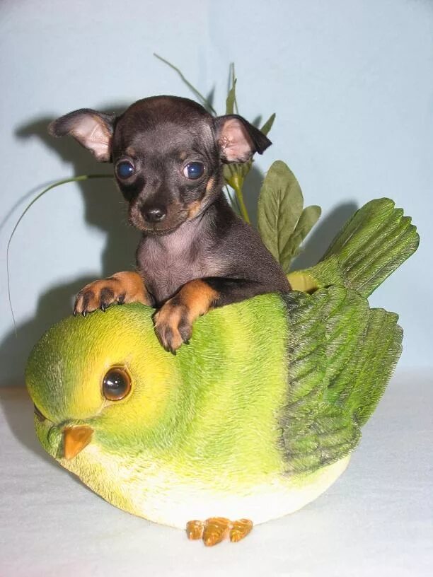 Русский той терьер супер мини. Карликовый терьер. Той терьер мини. Той терьер. Мини той той терьер.