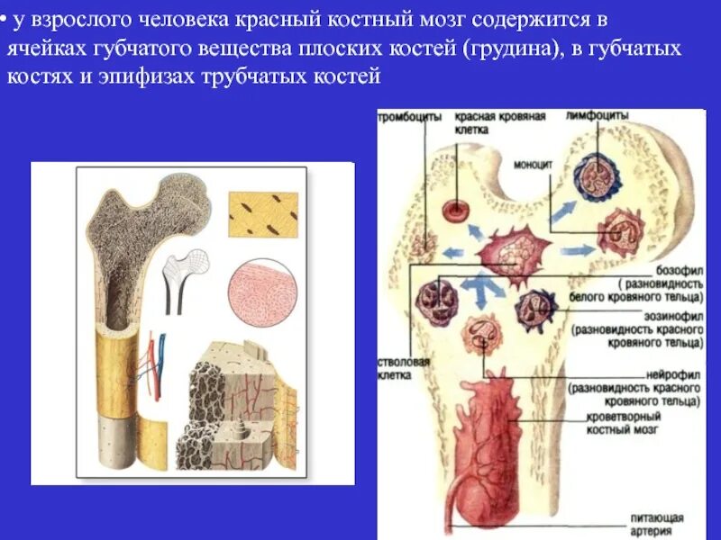 Красный мозг костей. Красный костный мозг локализован. Красный костный мозг в эпифизах. Губчатые кости красный и костный мозг. Локализация желтого костного мозга.