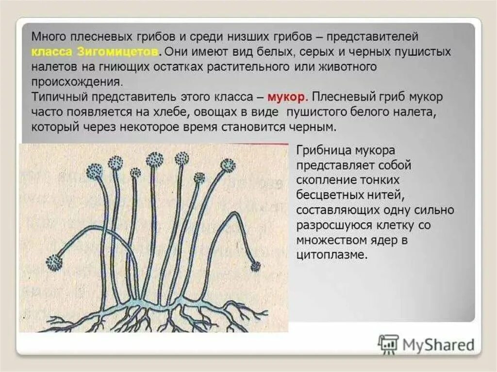 Название низших грибов. Строение плесневого гриба 6 класс биология. Строение плесневого гриба мукора. Плесневый гриб мукор 5 класс биология. Царство грибов плесневые грибы.