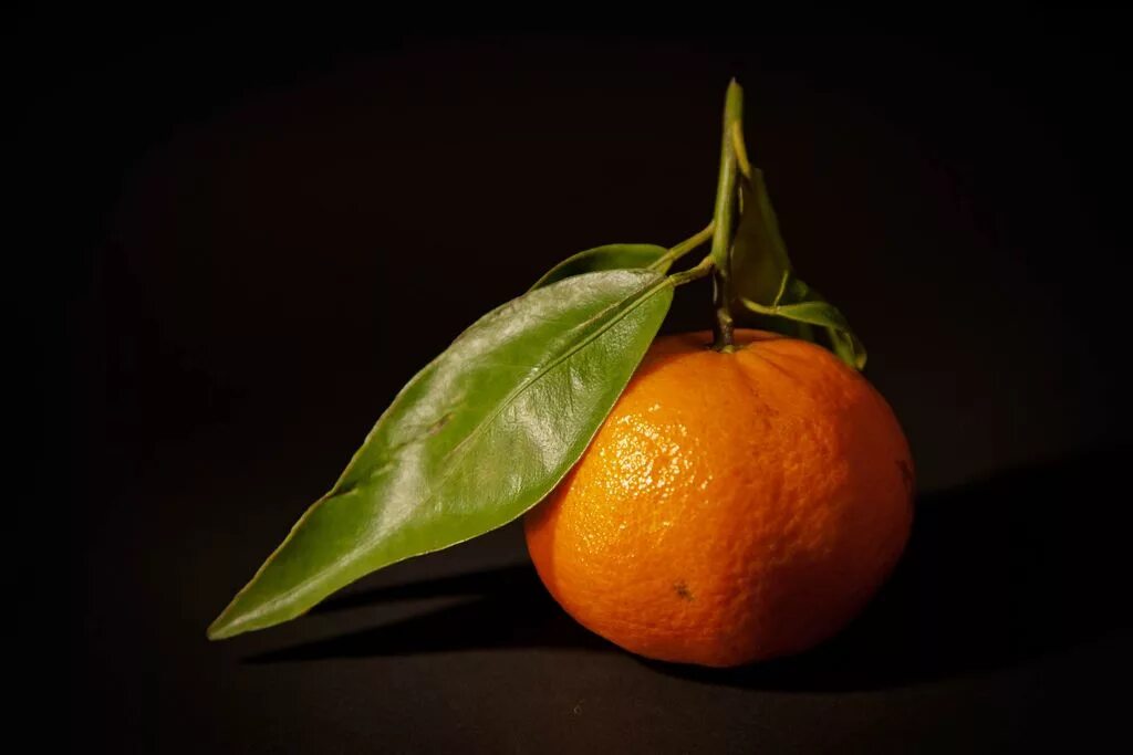 цитрус фрукты. мандарины с листочком. мандариновые листочки. апельсиновое дерево. апельсины с листом.