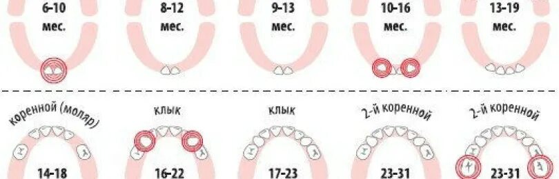 Сколько длится температура при прорезывании