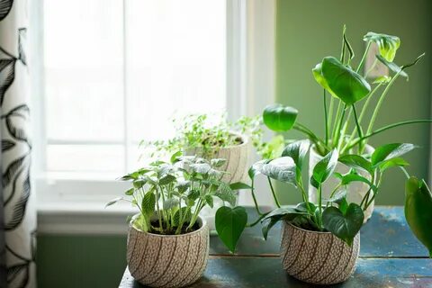 Комнатные растения которым не нужен свет