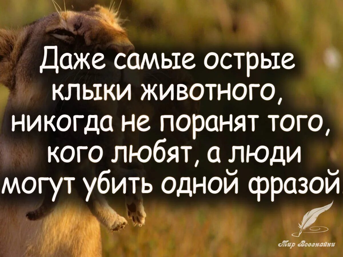 Любовь к животным цитаты. Цитаты про животных. афоризмы про животных. фразы про животных. высказывания о животных.