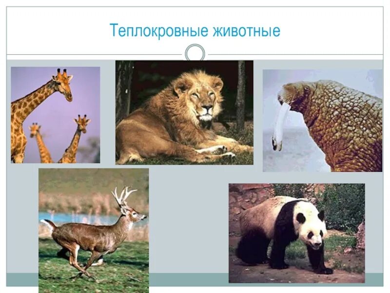 Звери или млекопитающие. Первое теплокровное животное. Первое теплокровное животное. Теплокровные позвоночные животные. Первое теплокровное животное.