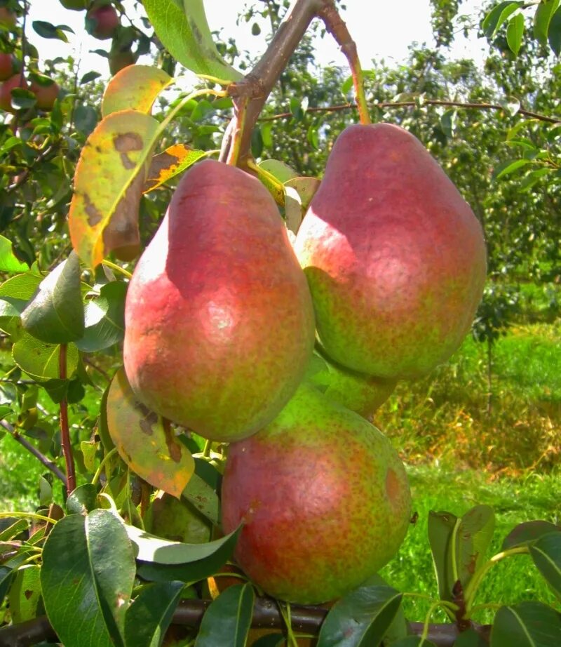 Срока груша. Срока груша. Сроки созревания плодов. Груша санреми. Разные сорта груш.