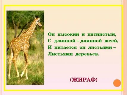 Жираф загадка 1 класс