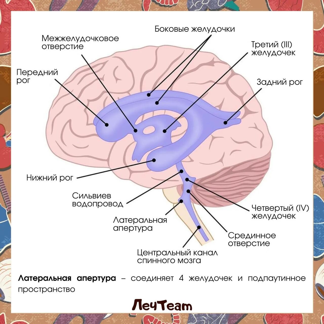 Средний мозг желудочек. Желудочки головного мозга анатомия. Желудочки головного мозга строение. Выстилает желудочки мозга. Боковые желудочки мозга.