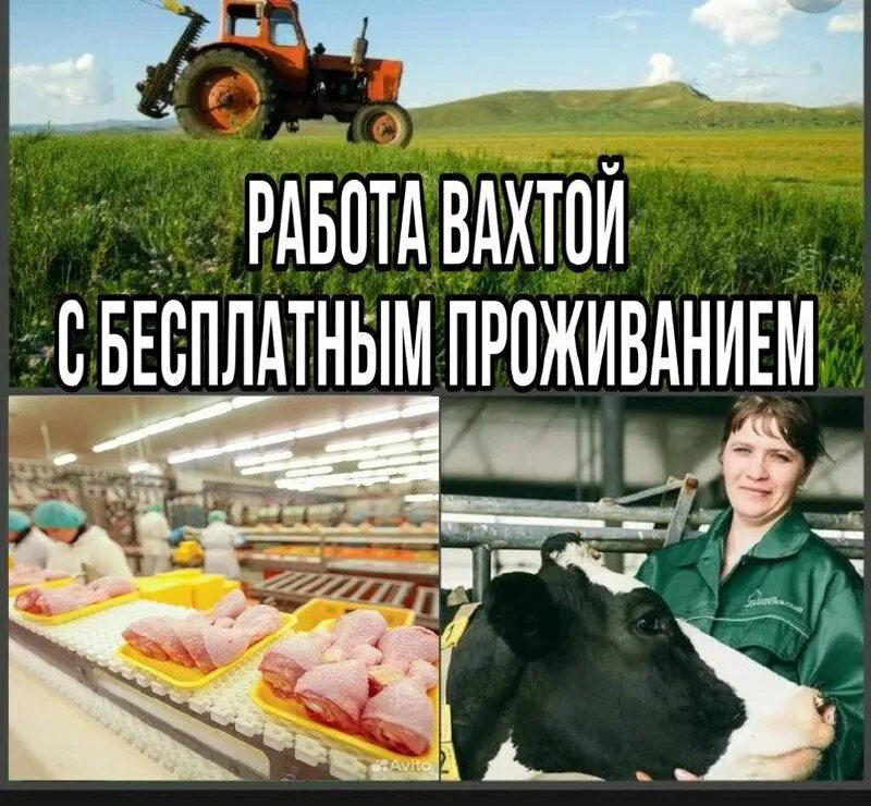 объявление требуется тракторист. водитель погрузчика на складе. водитель электроштабелера. тракторист брянск. мираторг трактора.