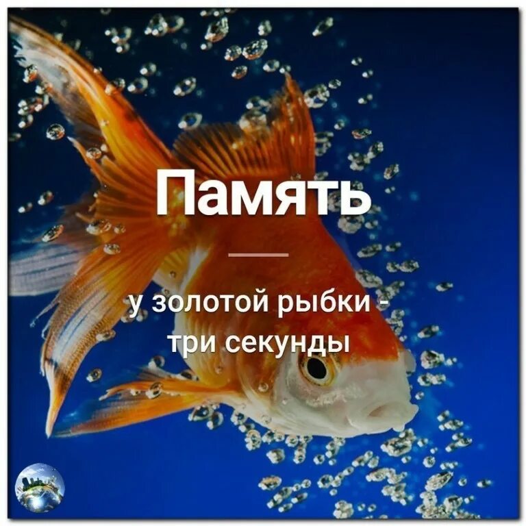 память рыбки. память рыбки. рыбка гуппи память 3 секунды. память как у рыбки. память у рыб.