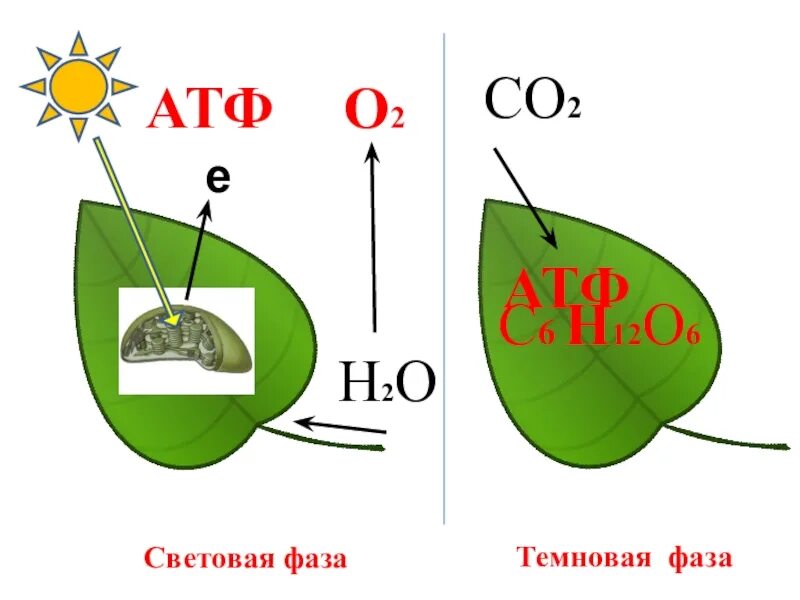 Солнечный свет темновая фаза. Схема световой фазы фотосинтеза 10 класс. Фотосинтез схема световая фаза и темновая. Световая фаза фотосинтеза рисунок. Фотосинтез световая и темновая фазы 10 класс.