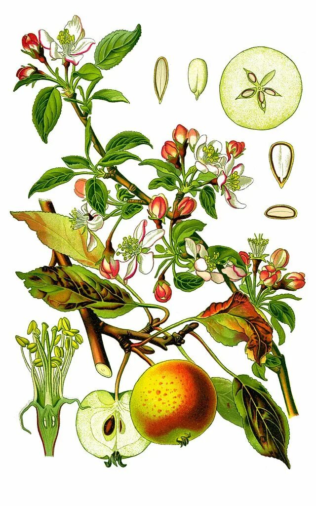 Яблоня лесная malus sylvestris. Яблоня биология. Листья и плоды яблони. Яблоня биология. Яблоня иллюстрация ботаническая дерево.