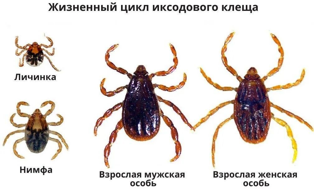 Нимфа клеща это. Личинка иксодового клеща. стадии жизненного цикла иксодового клеща. клещ rhipicephalus sanguineus. иксодовые клещи аргасовые клещи.